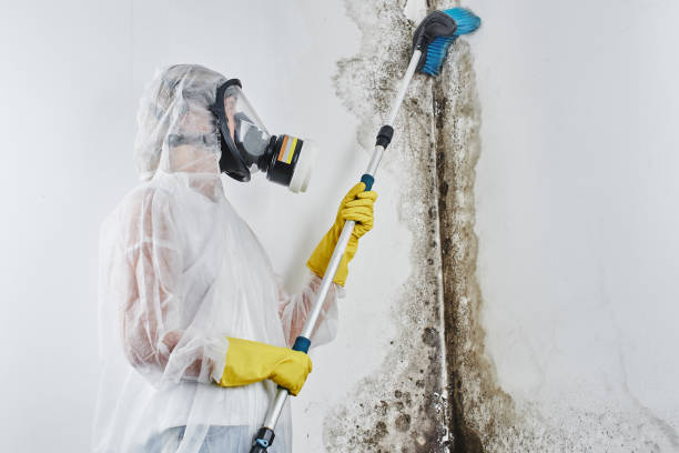 Best Attic Mold Removal  in Williams, OR