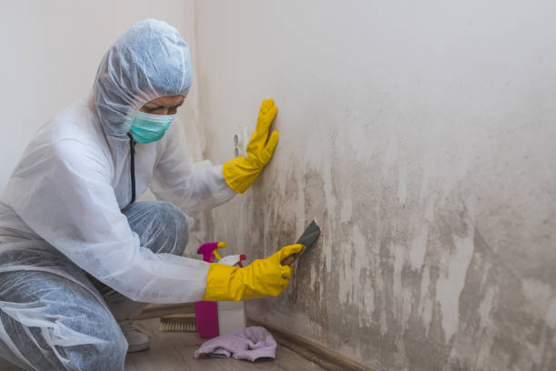 Mold Testing and Removal in Williams, OR