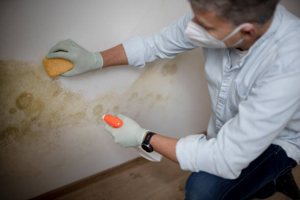 Best Crawl Space Mold Removal  in Williams, OR