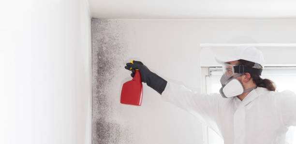 Best Local Mold Removal Service  in Williams, OR