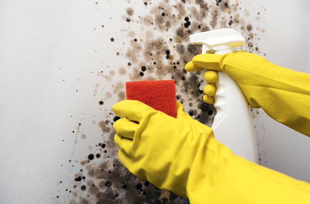 Crawl Space Mold Removal in Williams, OR