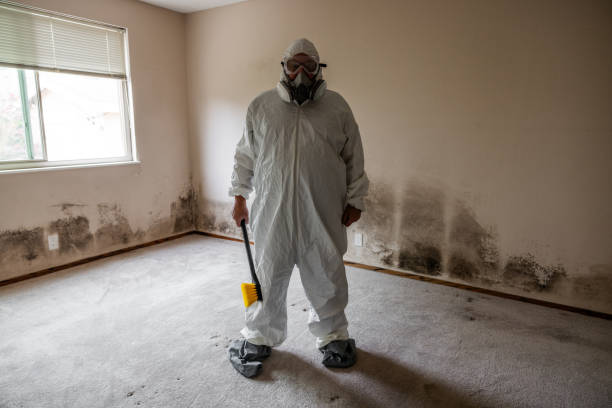 Professional Mold Removal in Williams, OR