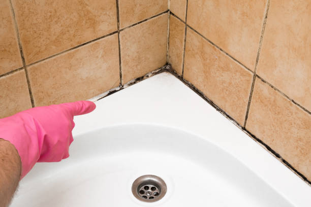 Best Residential Mold Removal  in Williams, OR