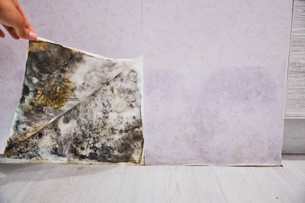 Best Mold Removal Company Near Me  in Williams, OR